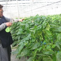 甜蜜蜜水果玉米農場許育彰